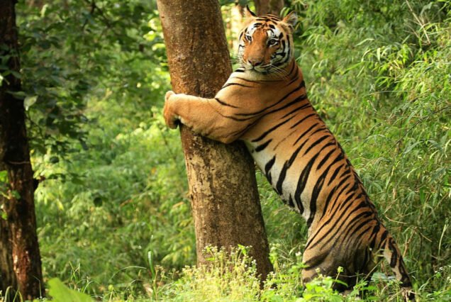 2 Nights / 3 Days - Bandhavgarh Tour from Umaria