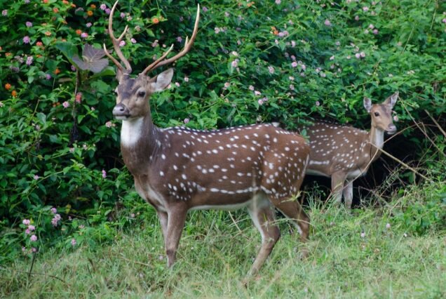 2N / 3D - Nagarhole Weekend Tour from Bangalore