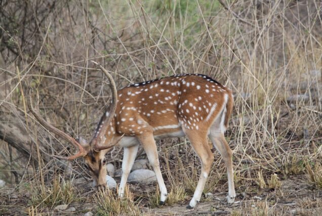 3 Nights / 4 Days Jim Corbett & Nainital Tour From Mumbai
