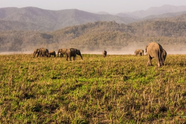 3 Days - Jim Corbett National Park Tour from Delhi