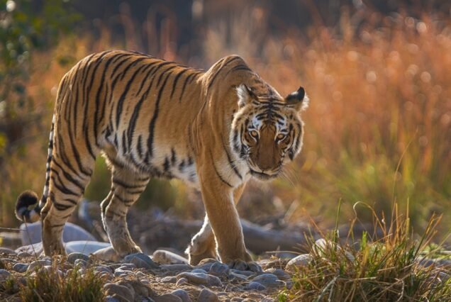 4 Days - Jim Corbett and Nainital Tour Package from Ahmedabad