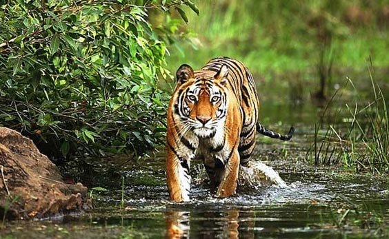 4 Nights / 5 Days - Kanha Bandhavgarh Tour Packages